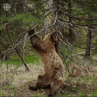200.gif