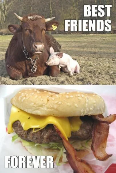 forever-best-friends-together-food-pig-cows-6981287936.webp