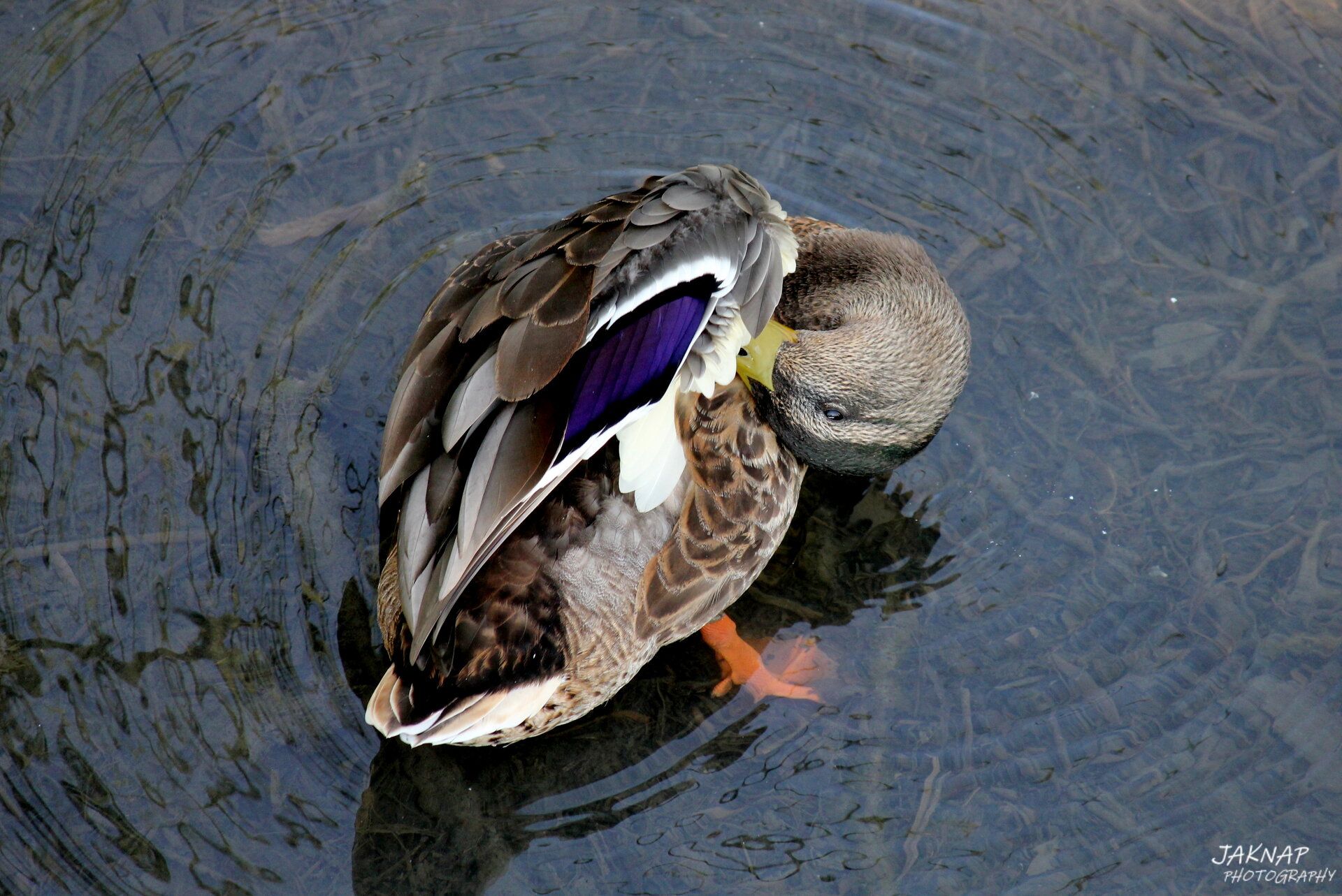IMG_5299 cropped and enhanced.JPG