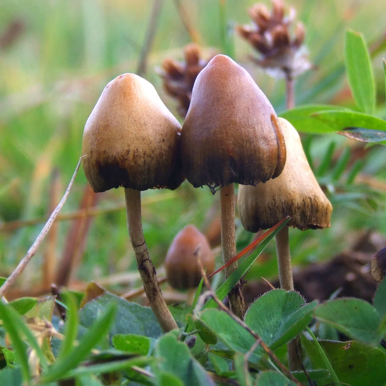Psilocybe_semilanceata_6514-4228450818.webp