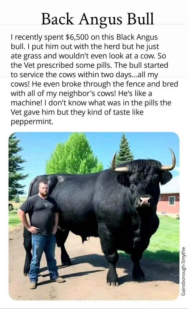 The-real-meaning-of-the-word-Bull.webp