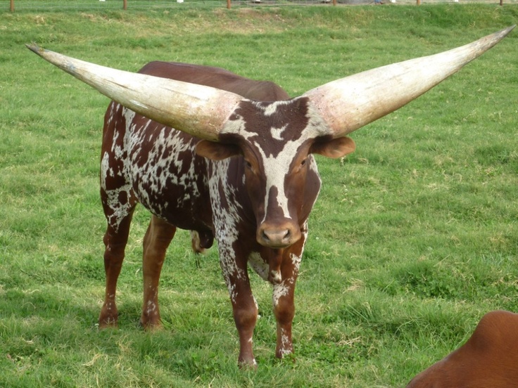 ankole-watusi_orig.jpg