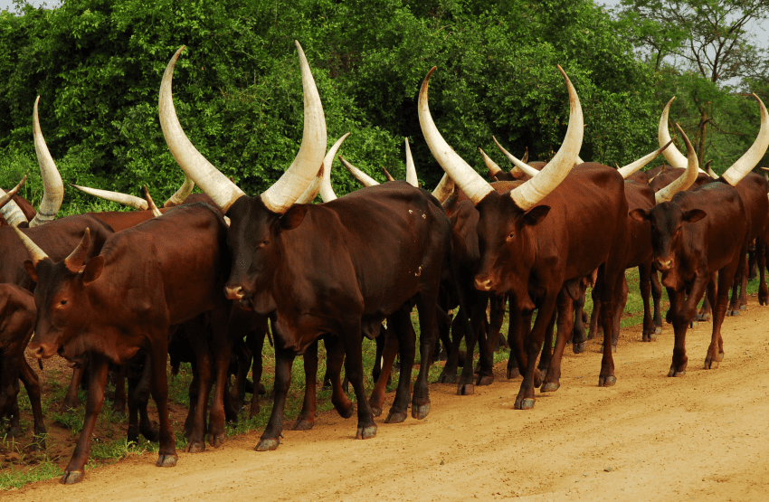 ankole-watusi-cattle-pictures-007.png